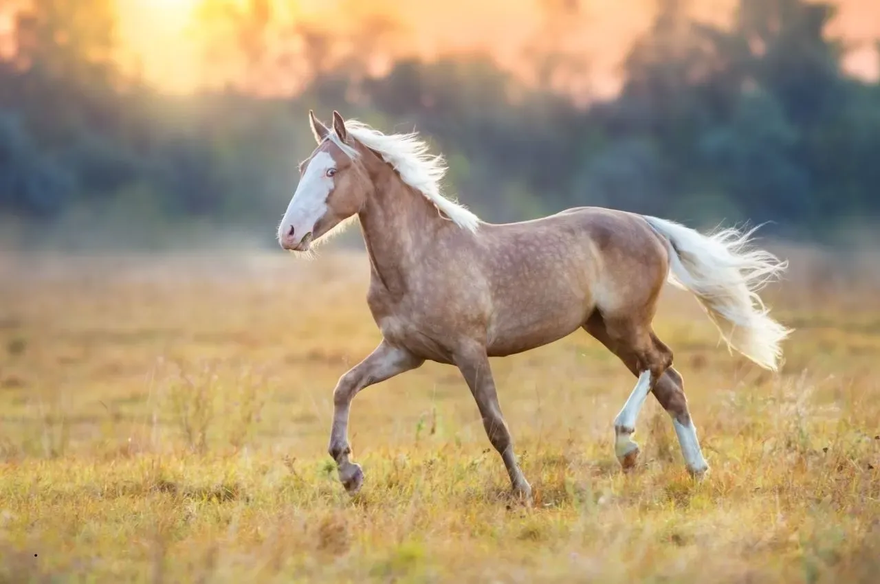 Prevent Laminitis in Arabian Horses: 5 Essential Steps