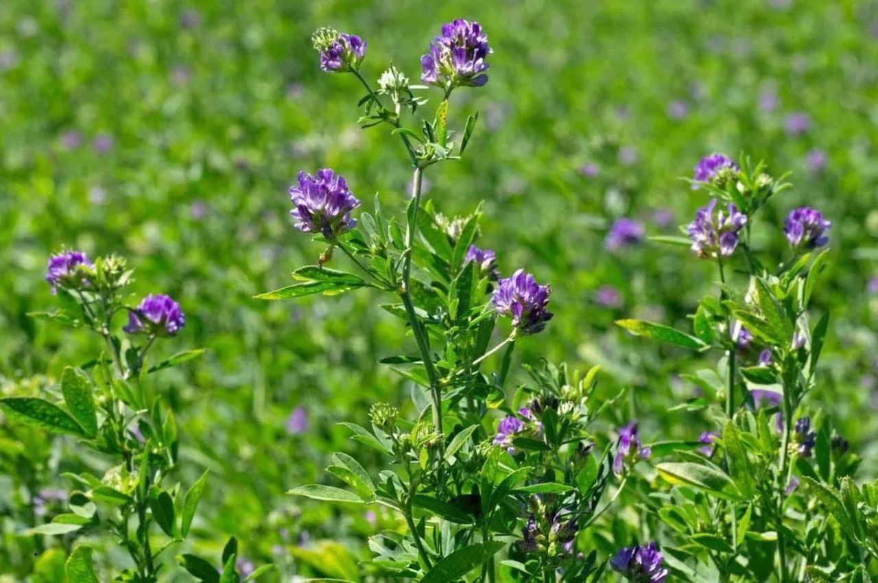 Alfalfa Hay: 7 Amazing Uses to Boost Animal Health