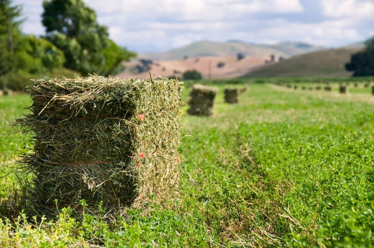 Is Alfalfa Hay Good for Horses? Pros, Cons, and Feeding Tips