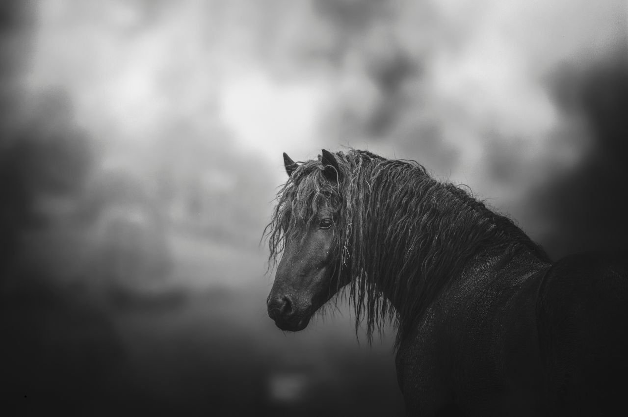 Black Horse Names: 50 Strong Names for Your Stallion