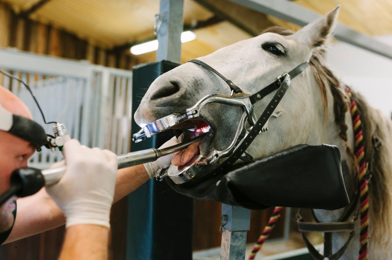 Horse Dental Health: 5 Tips for Healthy Teeth