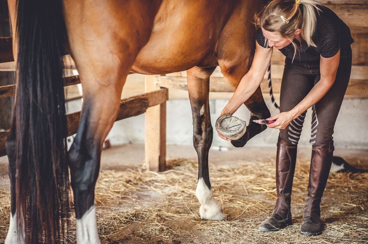 Horse Hoof Care: 5 Tips for Stronger, Healthier Hooves
