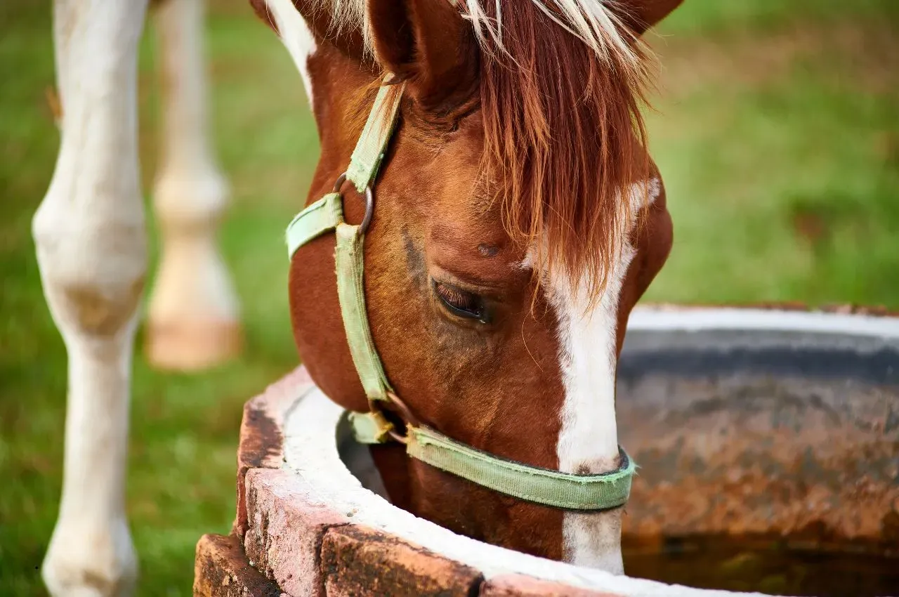 Horse Hydration: 8 Tips to Keep Your Horse Hydrated