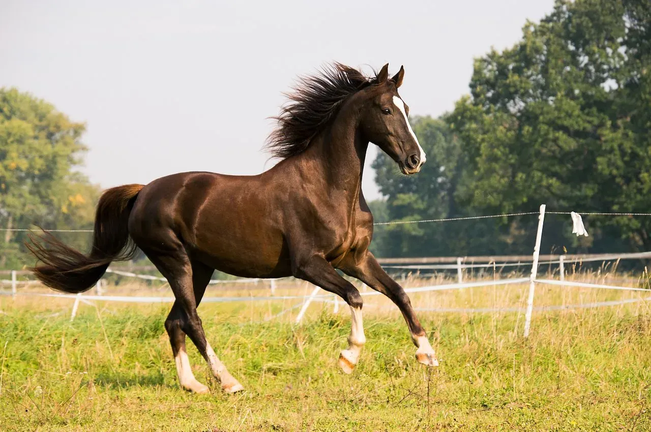 Horse Weight Loss: 5 Tips for Healthy Weight Management