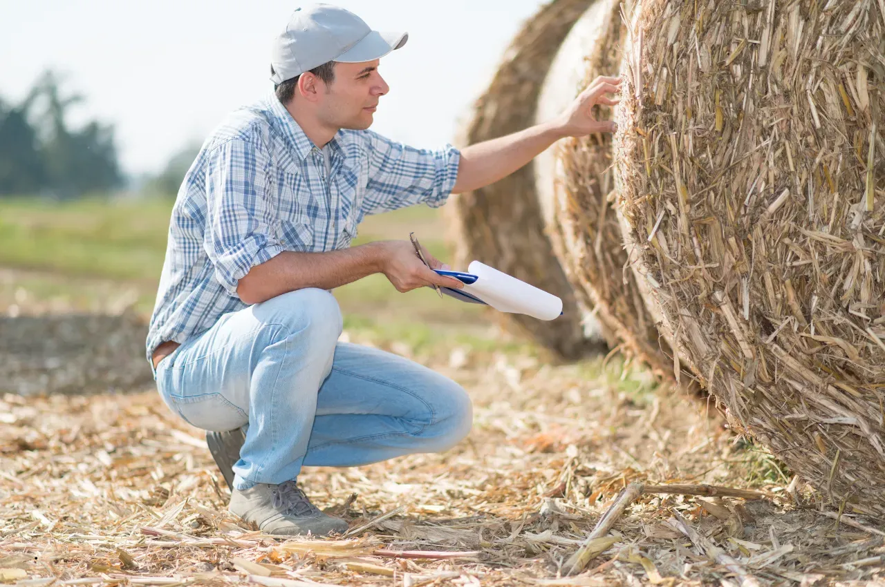 How to Test Hay Quality: 6 Critical Risk Signs