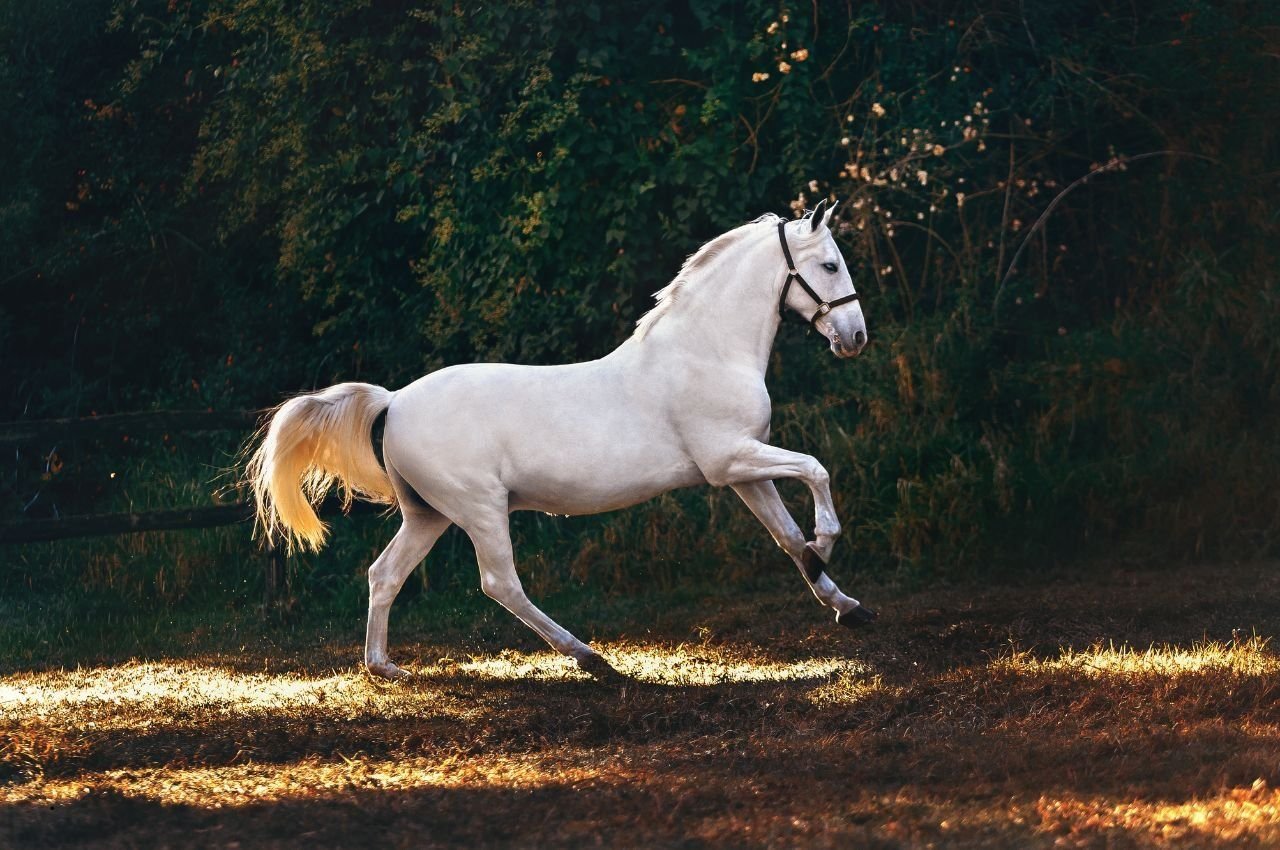White Stallion Names: Top 10 Majestic Names