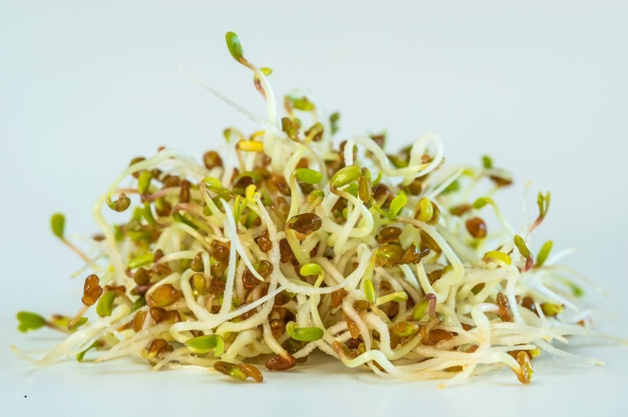 Alfalfa Cubes vs Pellets: What’s Better for Horses?