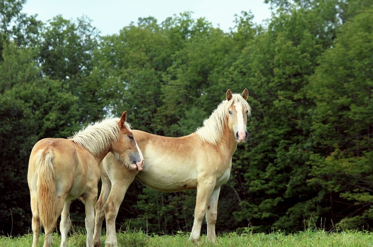 Belgian Draft Horse Guide: Power, Personality, Feeding & Health