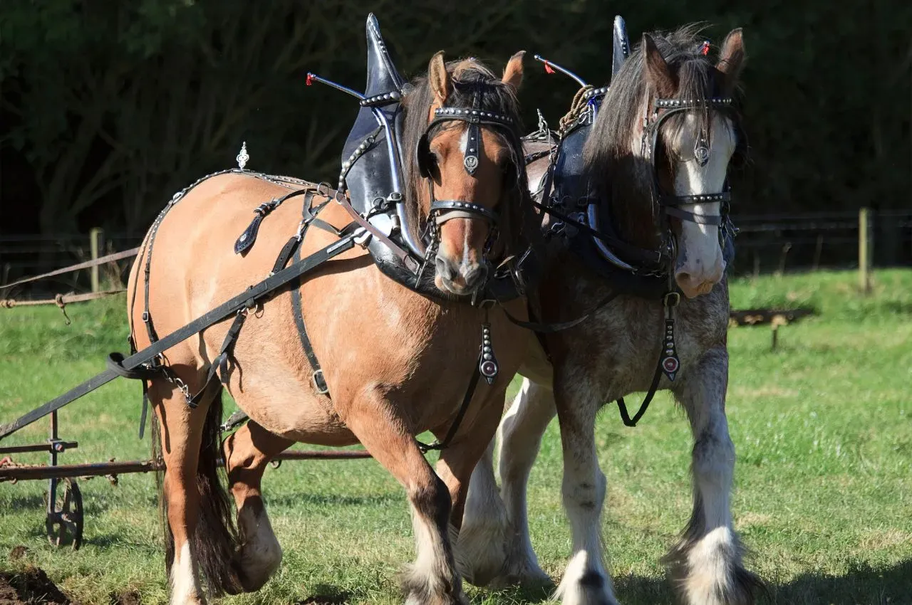 Clydesdale Horse Breed Guide: History, Size, Temperament & Care