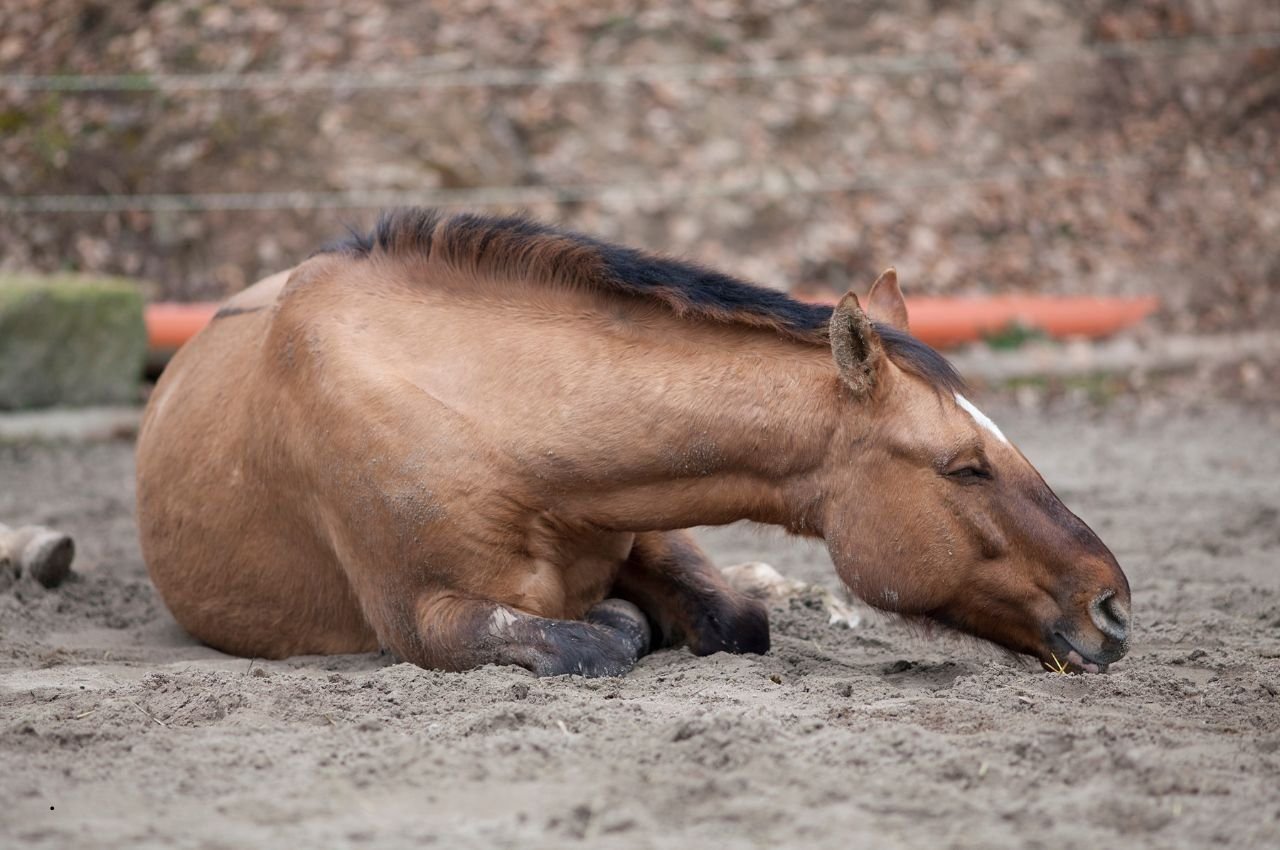 Colic Crisis: 7 Critical Signs Your Horse Needs Help Now