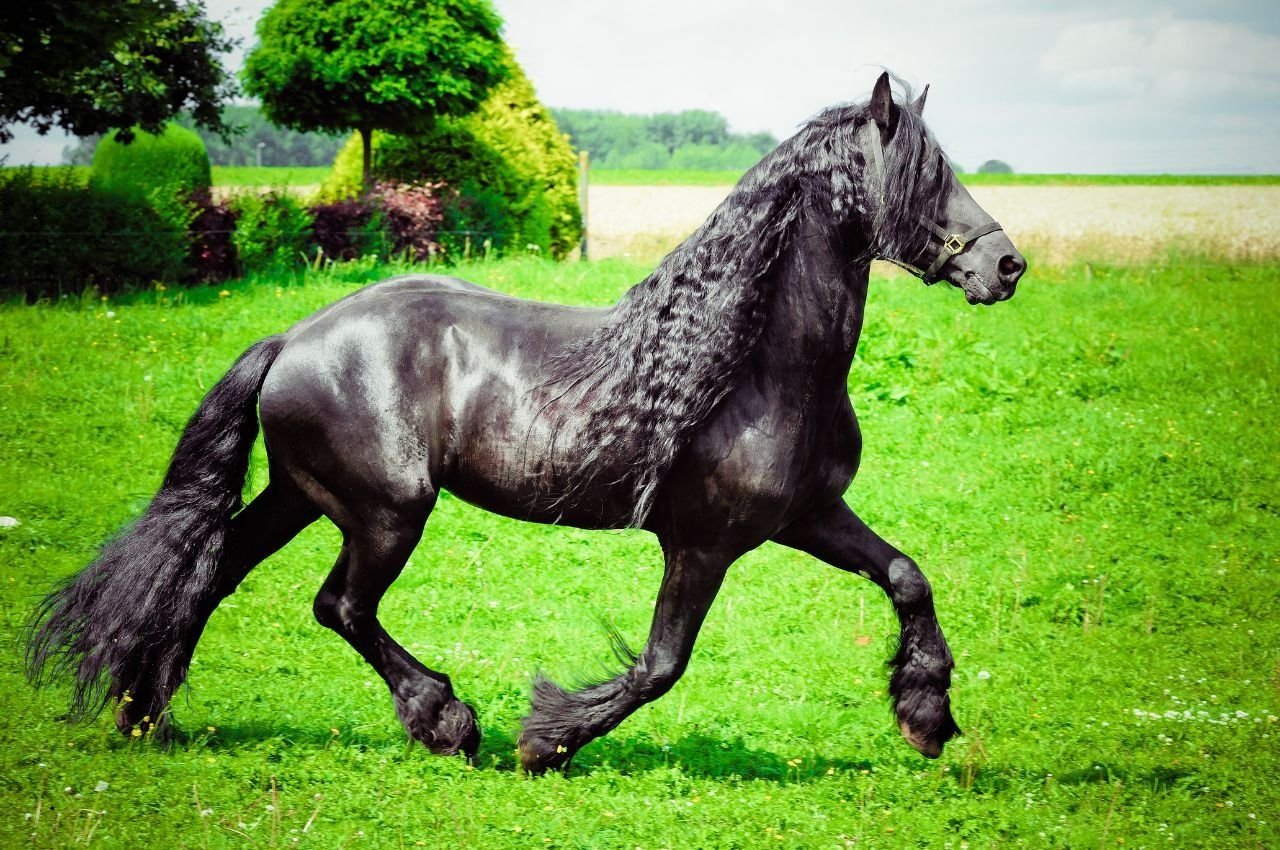 Friesian Horse Guide: Grace, History, Temperament & Grooming