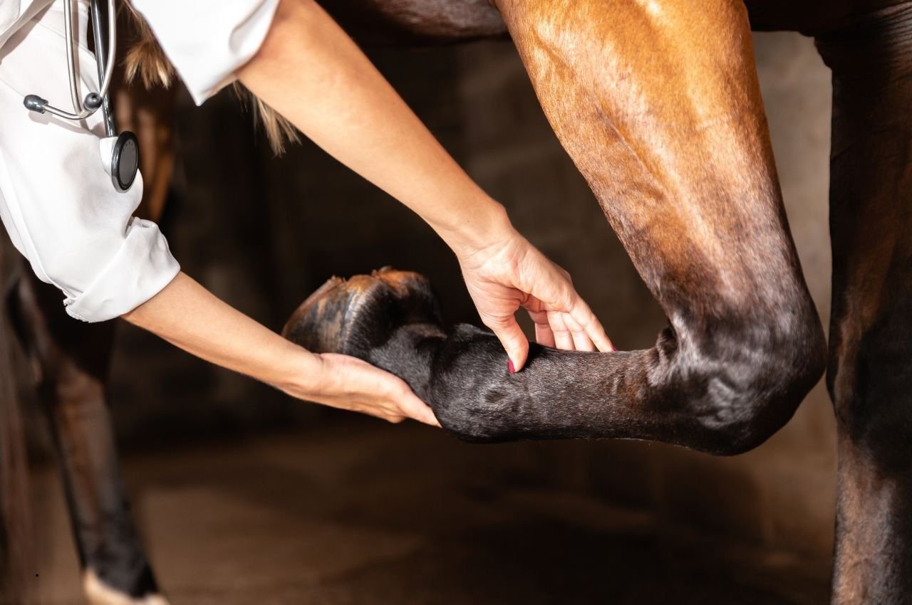 Joint Care in Horses: 5 Natural Ways to Improve Mobility