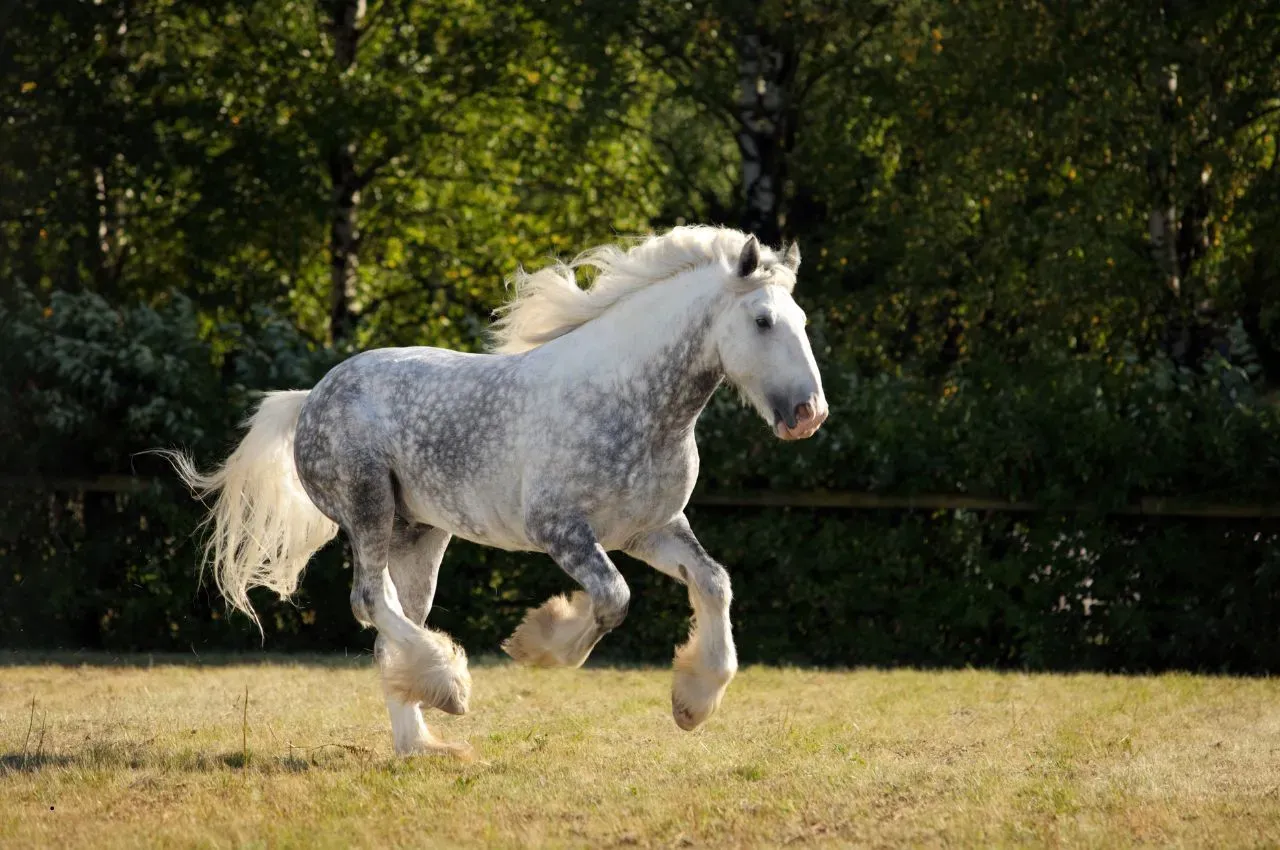 Shire Horse Breed Guide: Strength, Size, Care & Characteristics