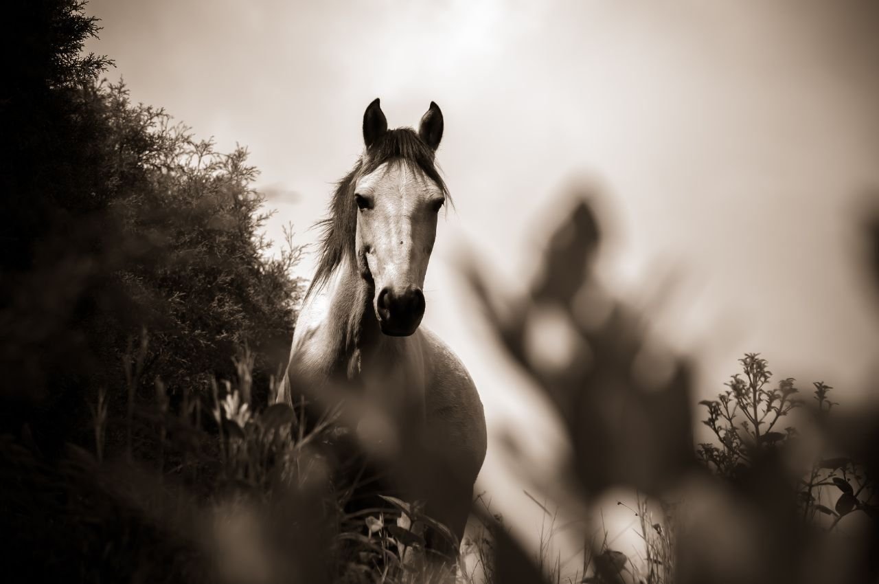 Horse Hydration Practices: 7 Ways to Ensure Proper Intake