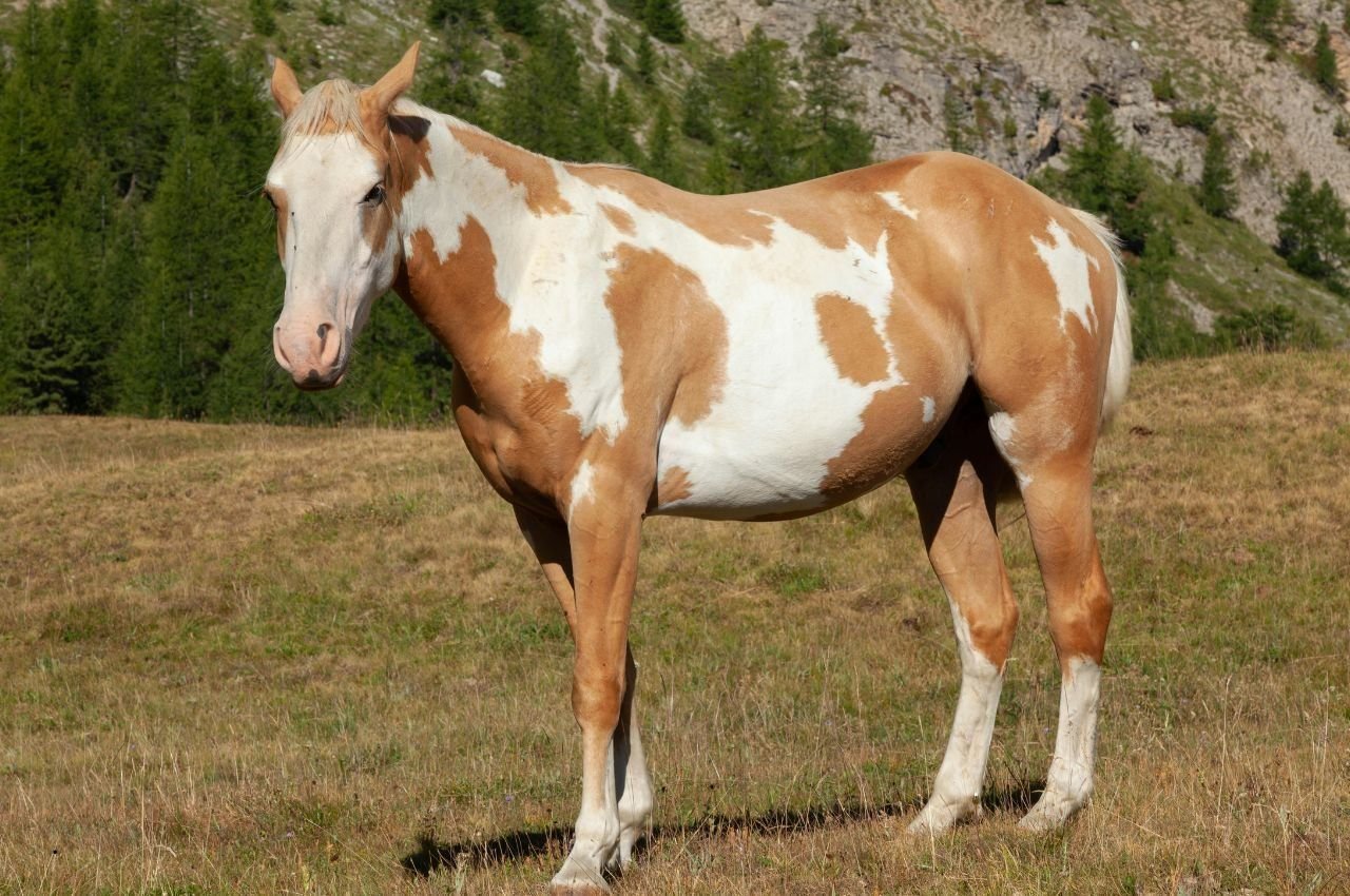 Murakoz Horse Guide: Eastern European Draft, Care & Characteristics