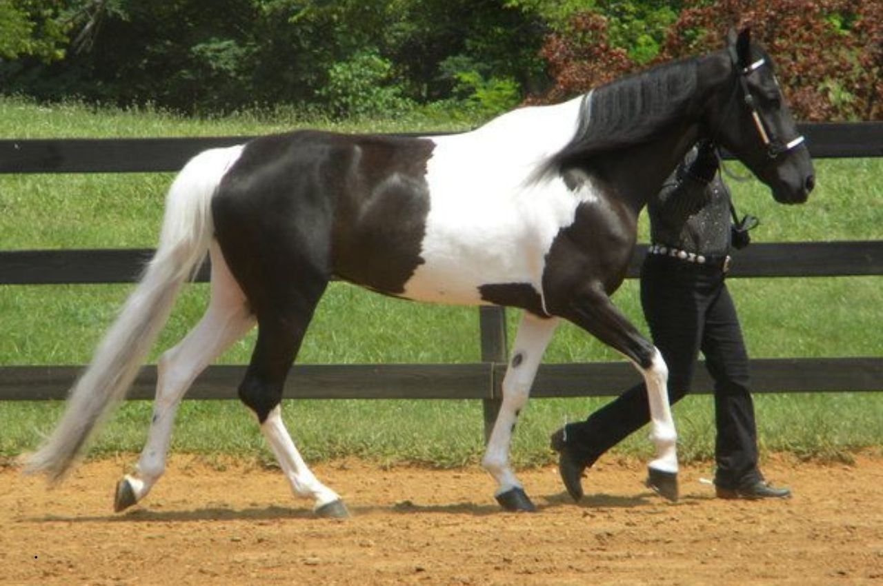 Spotted Draft Horse Guide: Colorful Power, Traits & Care Tips