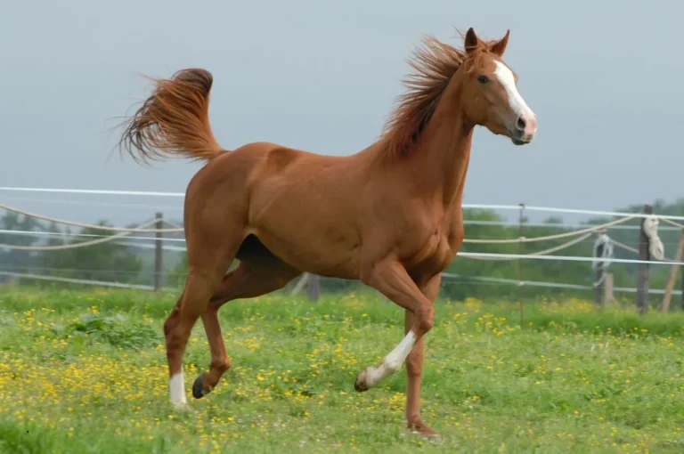 Forage in Arabian Horse Diets: 4 Key Benefits