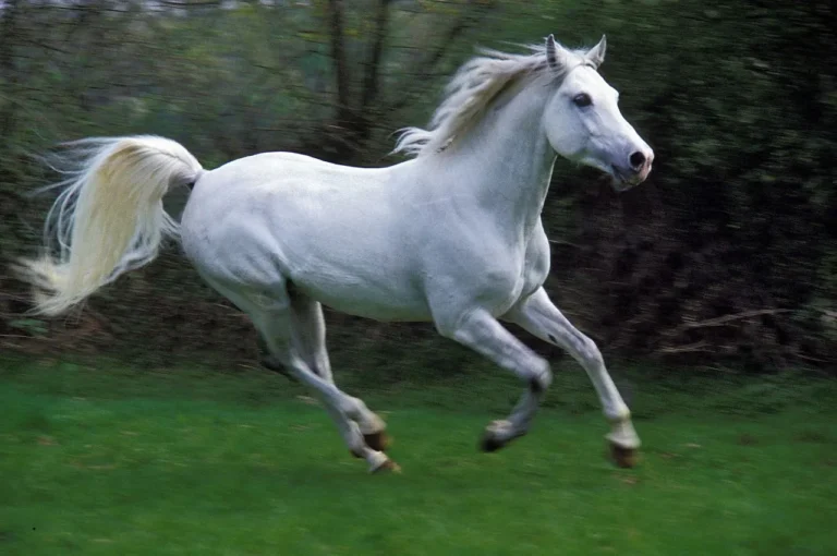 Optimize Nutrition for Arabian Horses in Heat: 6 Tips