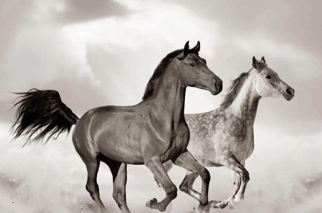 Nutrition for Arabian Horses