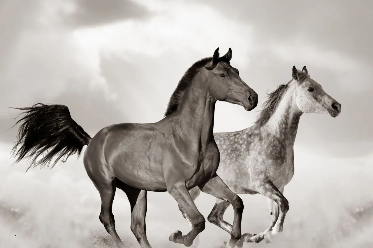 Nutrition for Arabian Horses