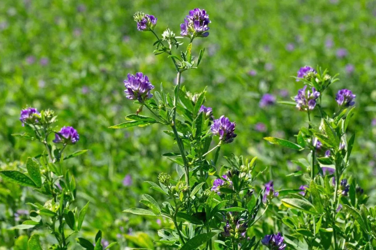 Alfalfa Hay