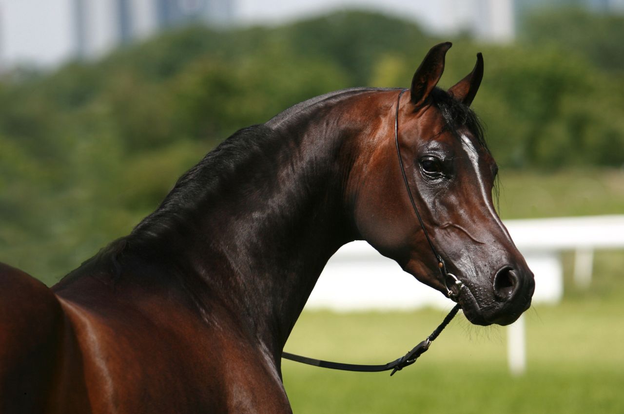 Arabian Horse Nutrition