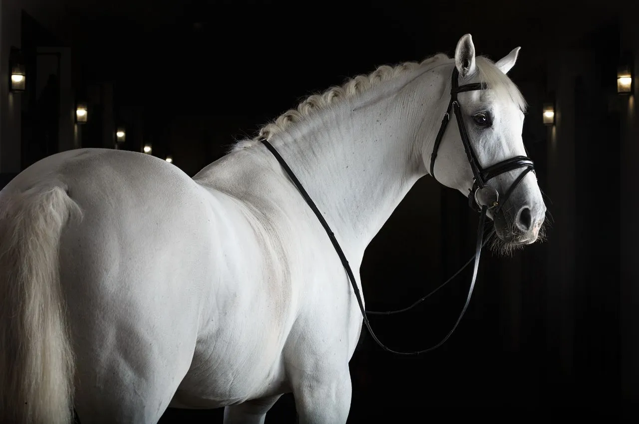 Equine Supplements