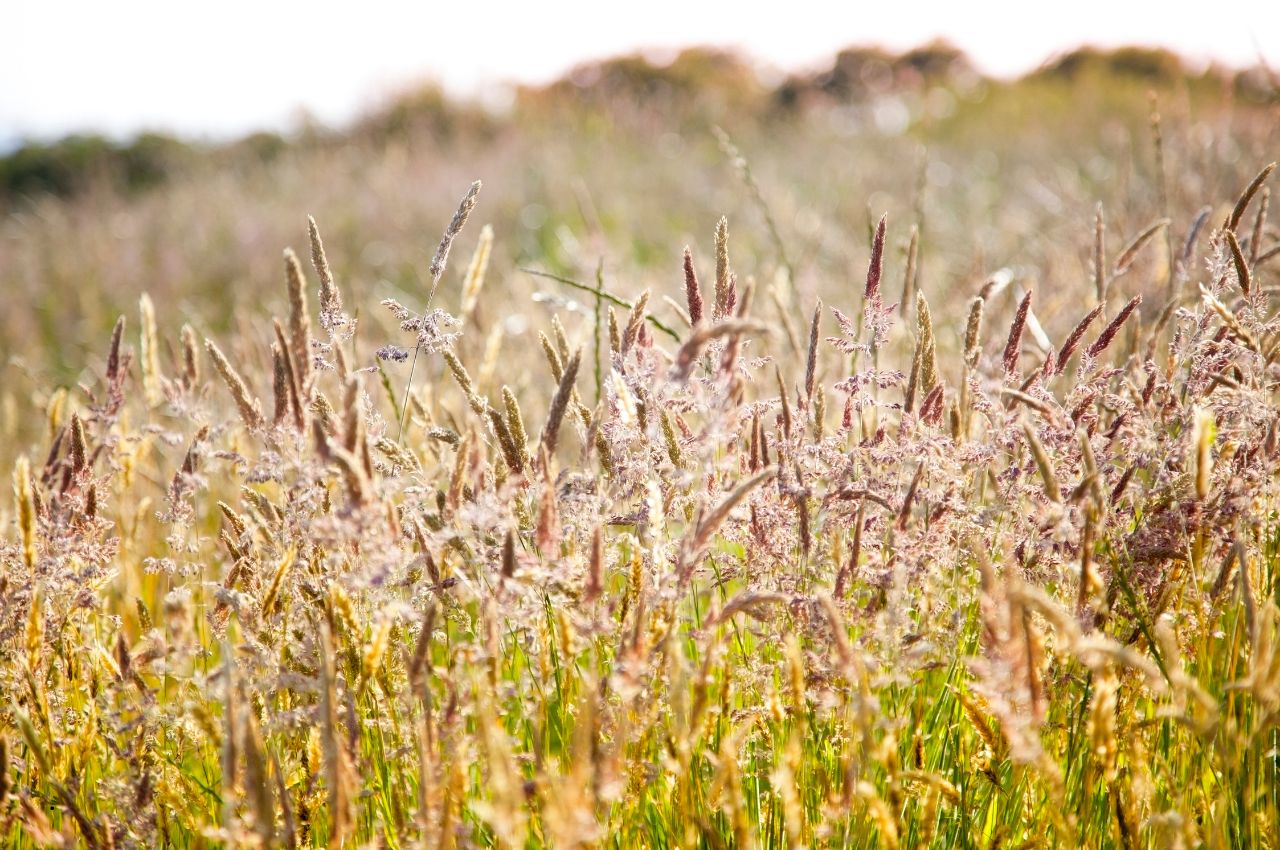 Meadow Hay
