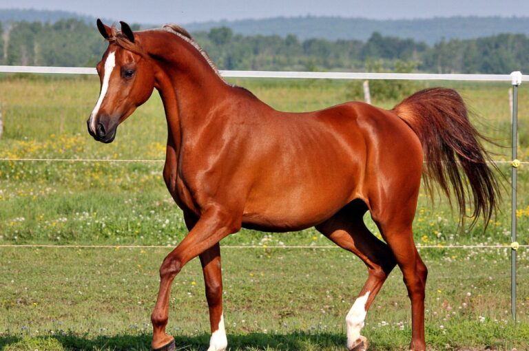 Prevent Overfeeding in Arabian Horses: 5 Best Practices