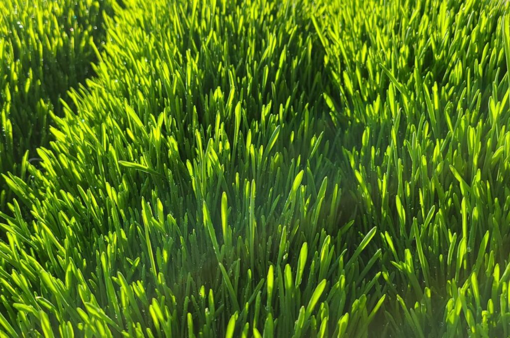 Sprouted Fodder 1