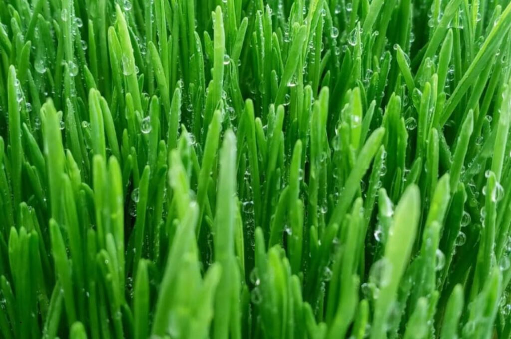 Sprouted Fodder 2