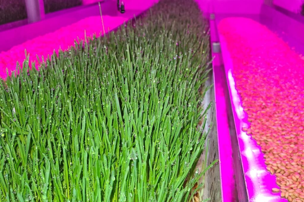 Sprouted Fodder 3