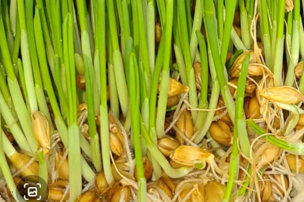 Sprouted Fodder 4