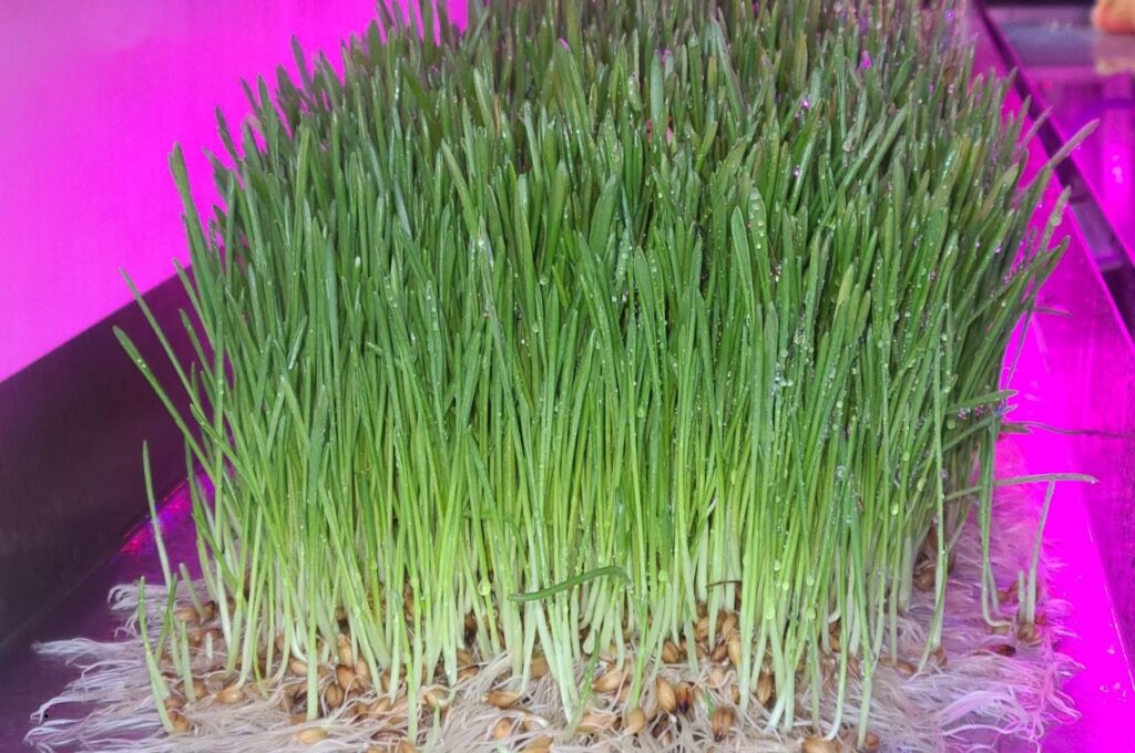 Sprouted Fodder 5