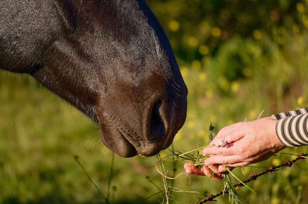 Feeding Alfalfa