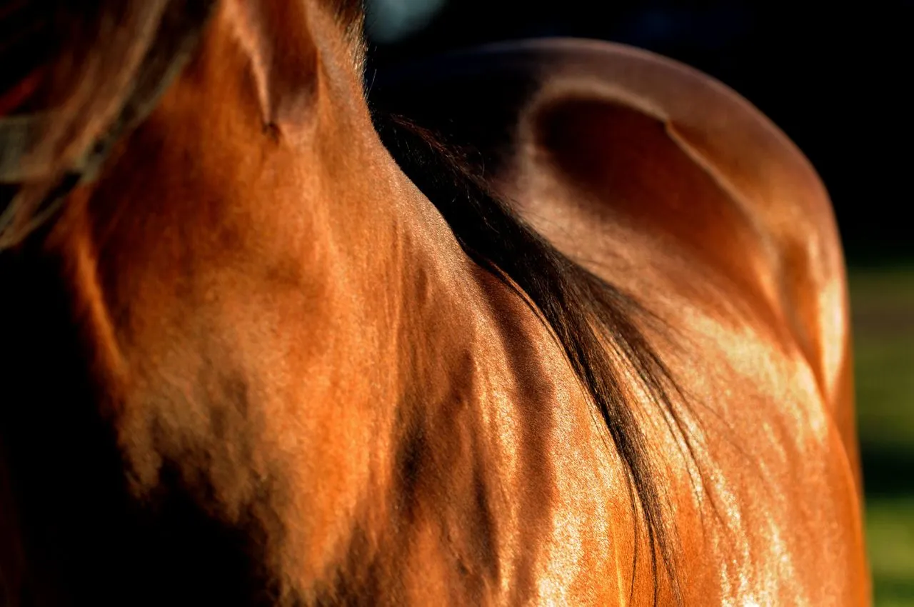 Horse Skin Health