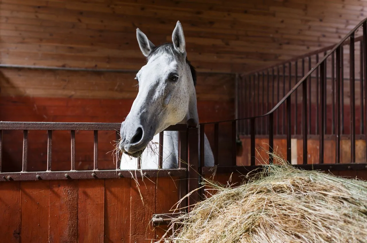 How to Choose Horse Hay