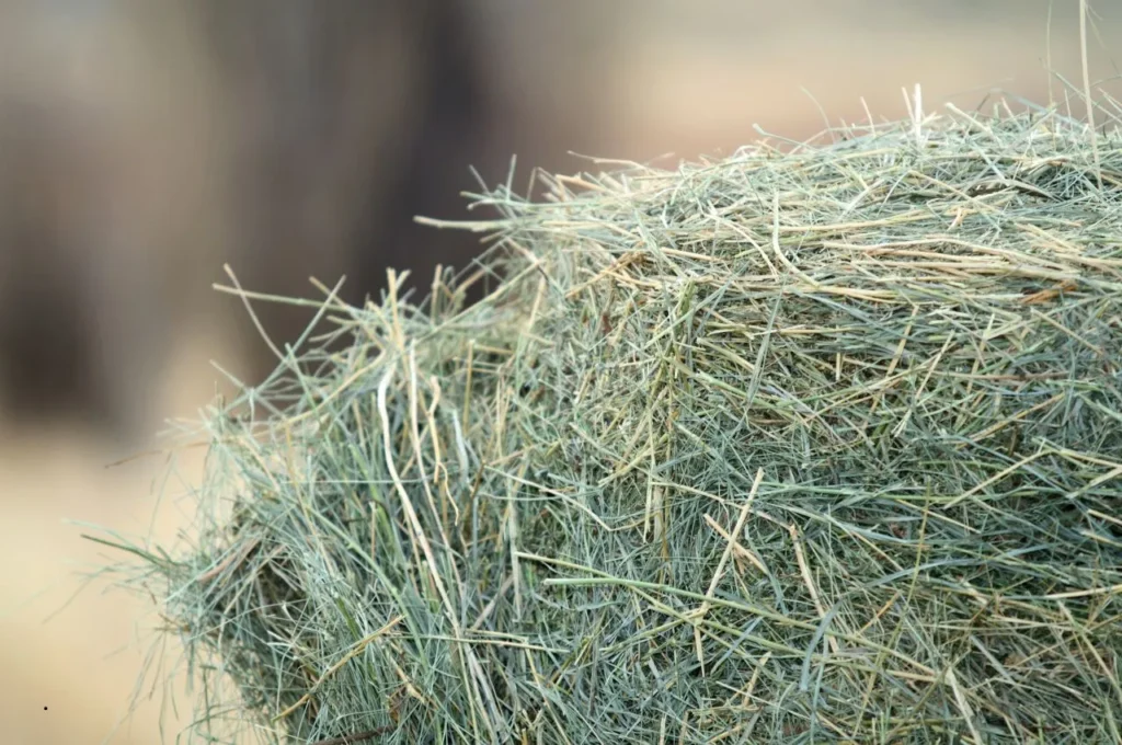 How to Soak Hay Properly