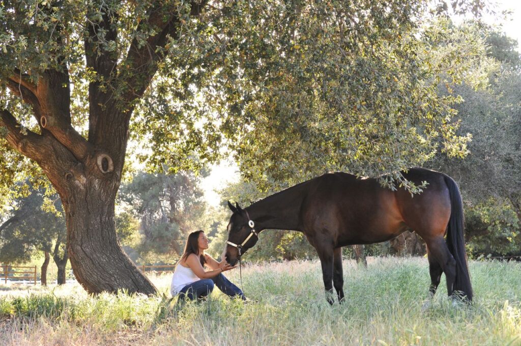 Mental Health in Horses: 6 Ways to Boost Mood 3 Mental Health in Horses