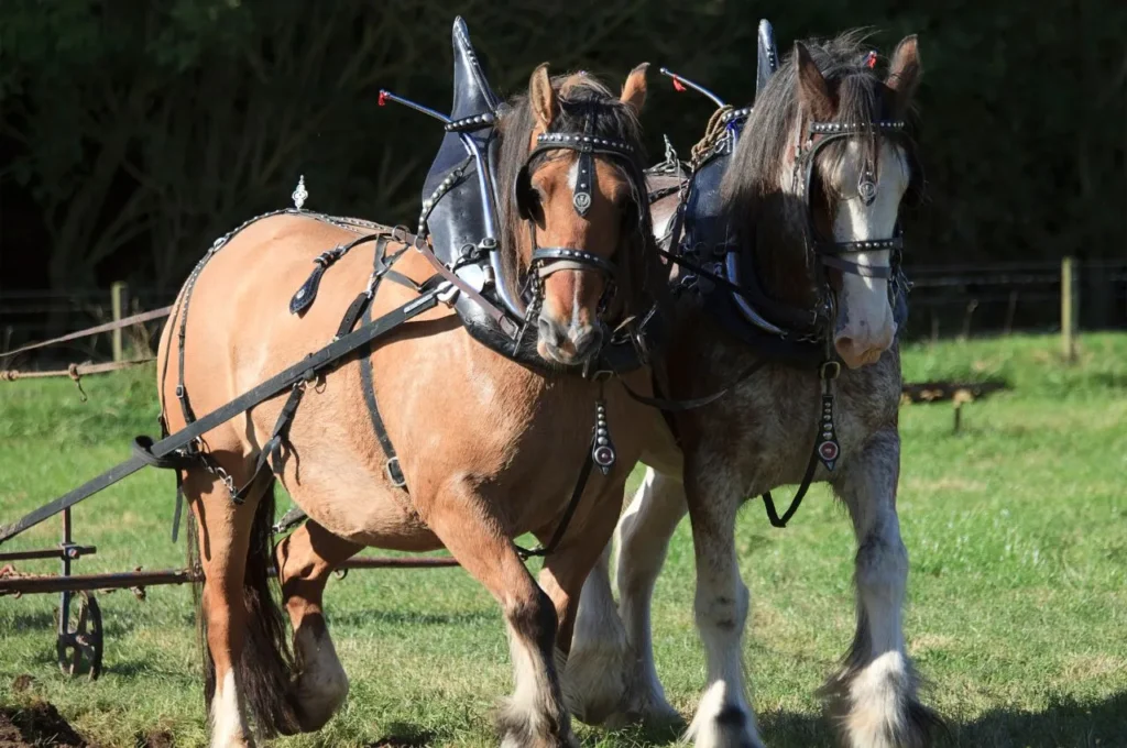 Clydesdale Horse