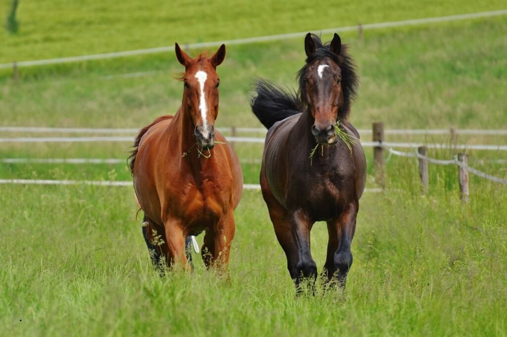 Horse receiving colic relief treatment