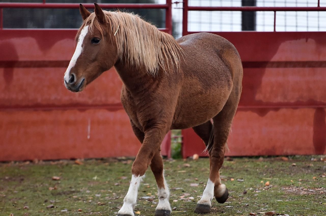 Percheron Horse