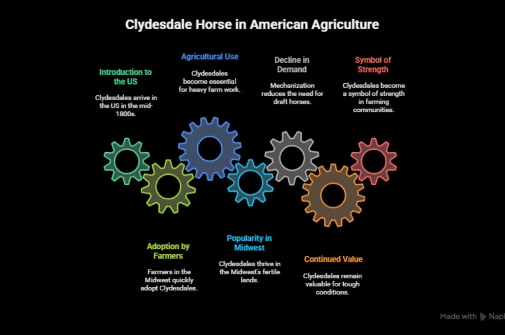 The Rise of the Clydesdale in the United States