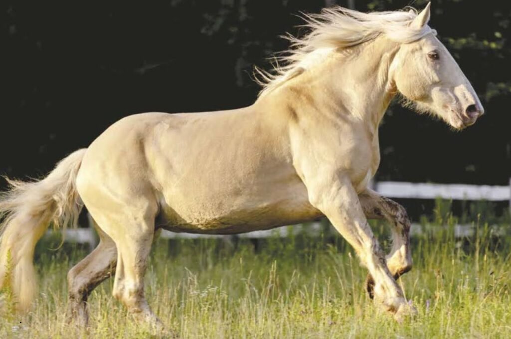 American Cream Draft