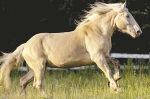 American Cream Draft