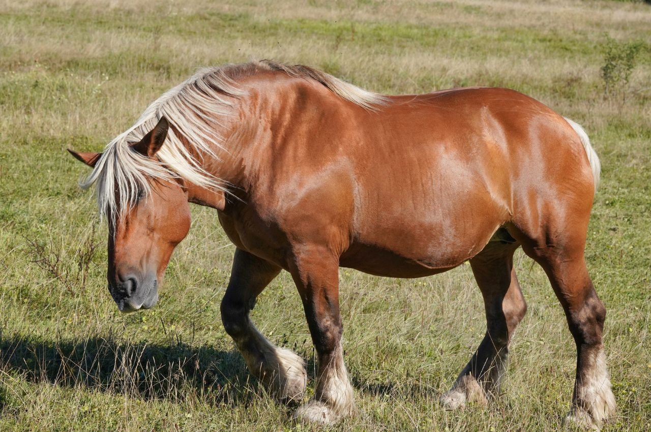 Comtois Horse