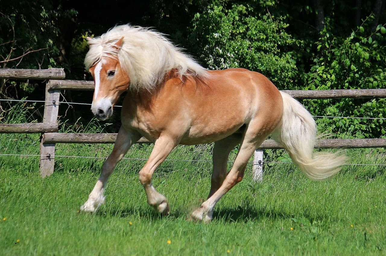 Haflinger Horse