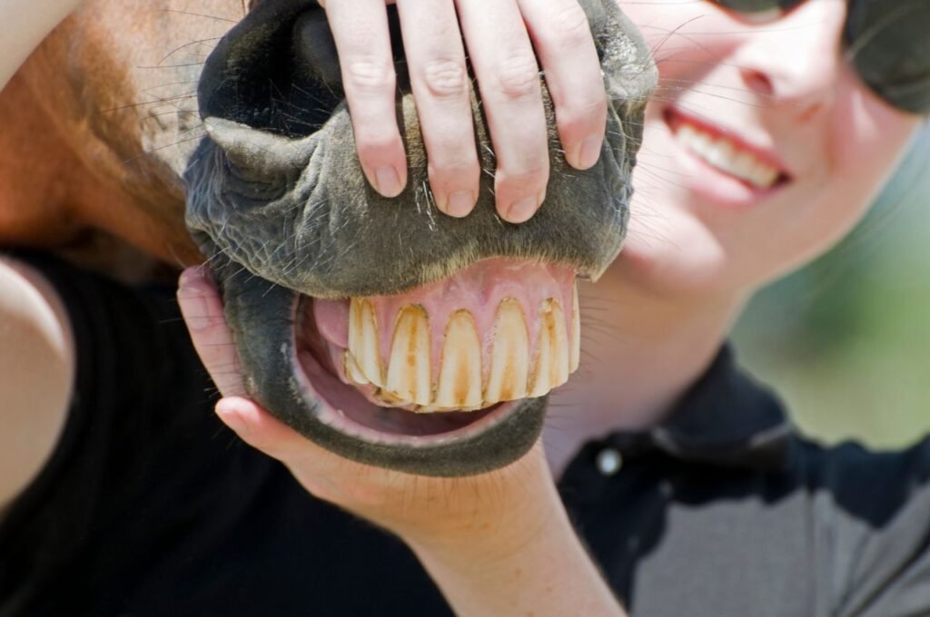 Horses Lose Teeth