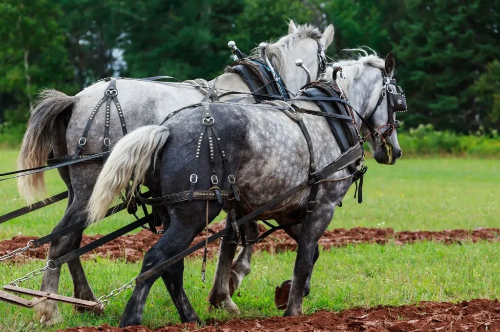 Italian Heavy Draft Horse Guide: Traits, History, Feeding & Care 1 Italian Heavy Draft Horse