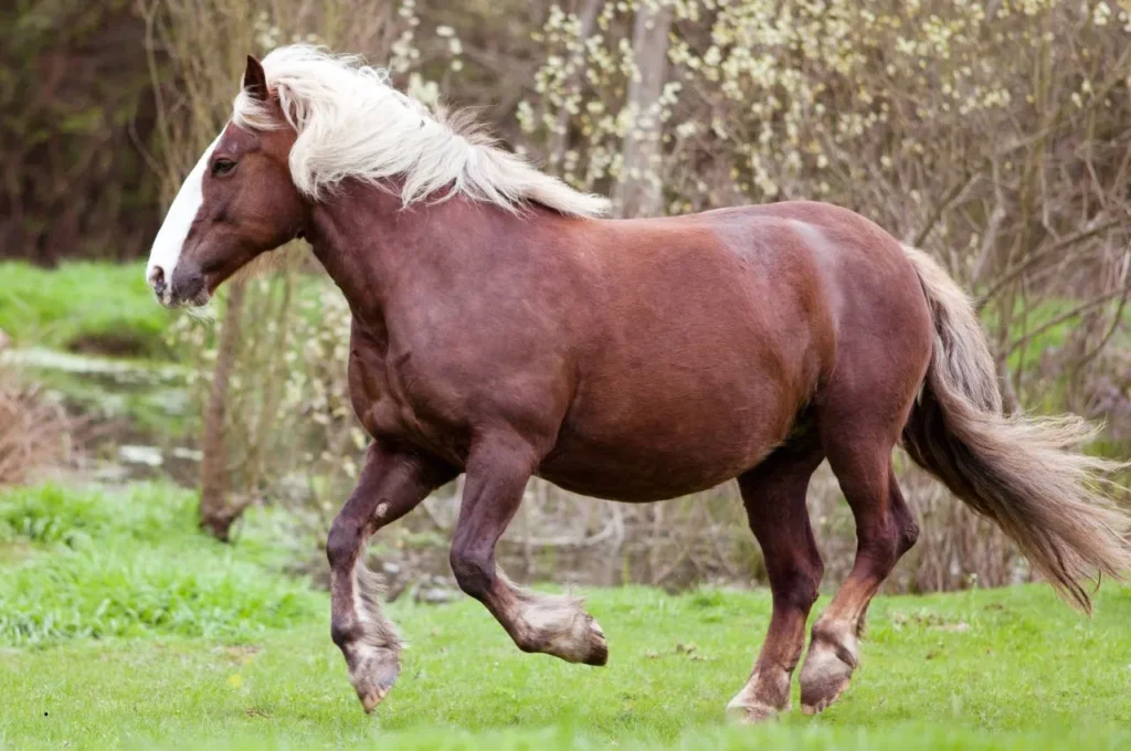 Italian Heavy Draft Horse Guide: Traits, History, Feeding & Care 2 Italian Heavy Draft Horse